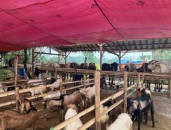 Harga Hewan Qurban di Tangerang Merangkak Naik