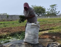 Petani di Tangerang ini Menjerit Tak Kuasa Dilanda Kemarau